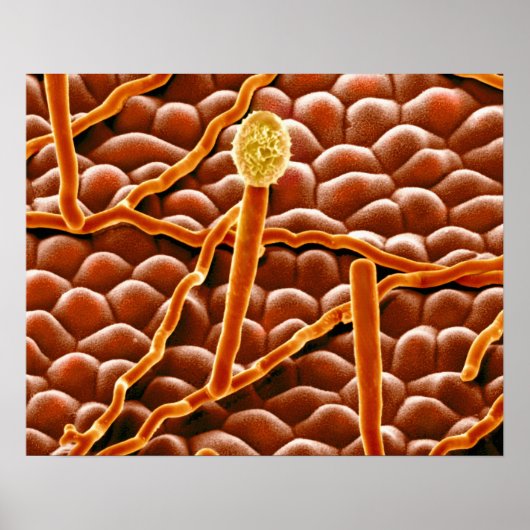 Powdery Mildew Fungus over Poinsettia Poster (Voorkant)