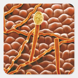 Powdery Mildew Fungus over Poinsettia Vierkante Sticker