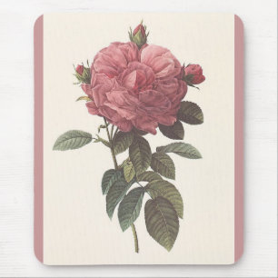 PR Redoute - Rosa gallica flore giganteo Roos Muismat