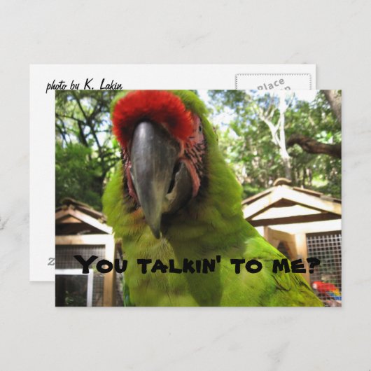 "Praat je tegen me?" papegaai, briefkaart (Voorkant / Achterkant)