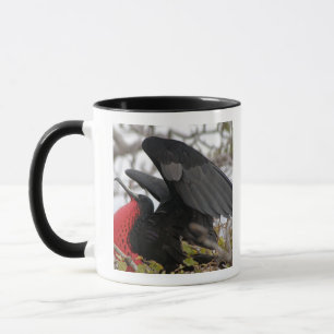 Prachtfregatvogel Mok