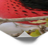 Prachtfregatvogel Poster (Hoek)