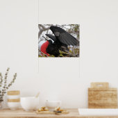 Prachtfregatvogel Poster (Keuken)