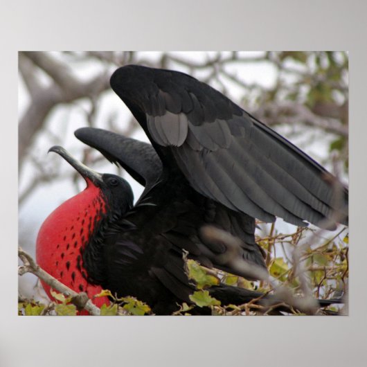 Prachtfregatvogel Poster (Voorkant)