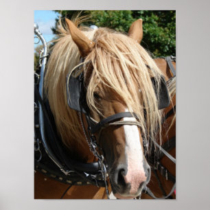 Prachtig Belgisch Poster