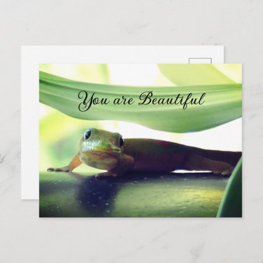 prachtig briefkaart (Voorkant / Achterkant)