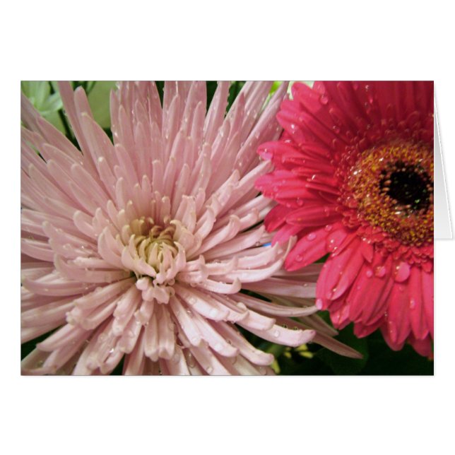 Prachtig chrysant (Voorkant Horizontaal)