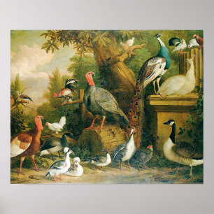 Prachtig Collectie vogels met  gevoel Poster