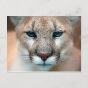 PRACHTIG COUGAR BRIEFKAART