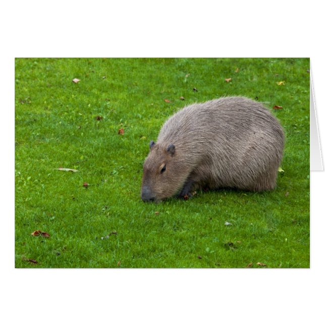 Prachtig dier Capybara (Voorkant Horizontaal)