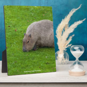 Prachtig dier Capybara Fotoplaat