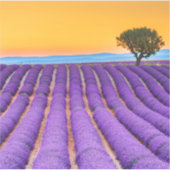 Prachtig lavendelveld in de Provence Sticker (Voorkant)