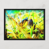 Prachtig om je te ontmoeten Slug en paddenstoel fo Briefkaart (Voorkant)