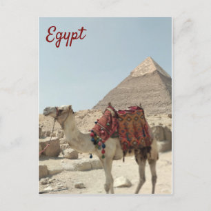 Prachtig oosterse, Pyramids Camel Egypt briefkaart