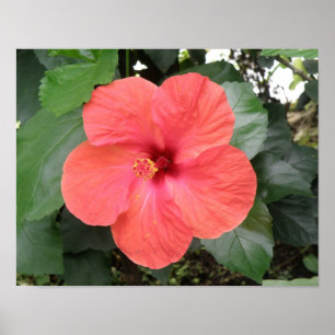 Prachtig Oranje Hibiscus Flower Poster