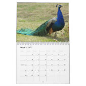 Prachtig Peacock 2017 Kalender (Mar 2027)