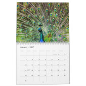 Prachtig Peacock 2017 Kalender (Jan 2027)