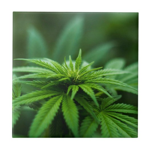 Prachtig Plant Tegeltje (Voorkant)