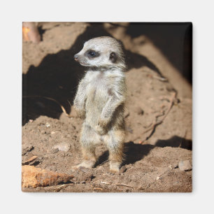 Prachtig schattig lief Afrikaans merkat dier Magneet