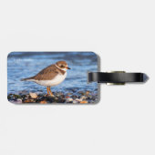 Prachtig Semipalmated Plover bij het strand Bagagelabel (Achterkant horizontaal)