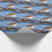 Prachtig Semipalmated Plover bij het strand Cadeaupapier (Hoek)