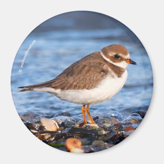 Prachtig Semipalmated Plover bij het strand Magneet (Voorkant)
