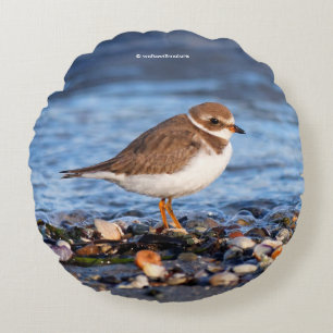 Prachtig Semipalmated Plover bij het strand Rond Kussen