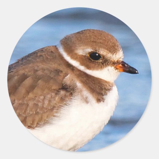Prachtig Semipalmated Plover bij het strand Ronde Sticker (Voorkant)