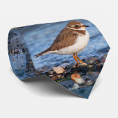 Prachtig Semipalmated Plover bij het strand Stropdas (Opgerold)