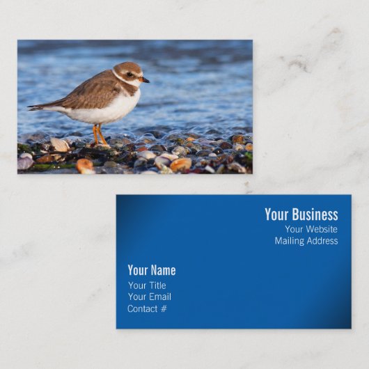 Prachtig Semipalmated Plover bij het strand Visitekaartje (Voorkant / Achterkant)