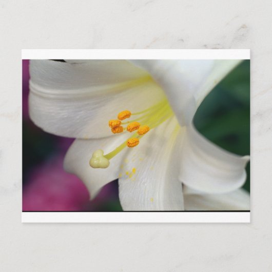 Prachtig terwijl Lily Briefkaart (Voorkant)