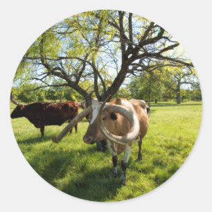 Prachtig Texas Longhorn vee Ronde Sticker