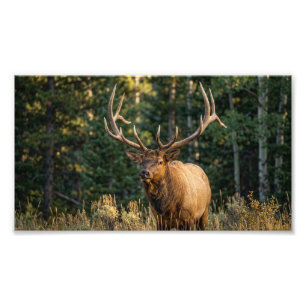 Prachtig wild hert staand in groen bos foto afdruk