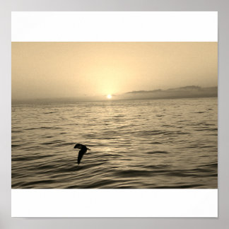 Prachtig zeemeeuw silhouet stijgt in de zonsonderg poster