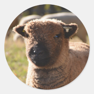 Prachtige Babydoll Southdown Ooien Lamb Ronde Sticker