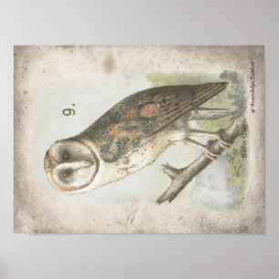 Prachtige Barn Owl poster. Poster