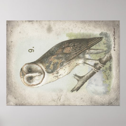 Prachtige  Barn Owl poster. Poster (Voorkant)