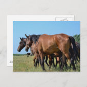 Prachtige Bay Horses Briefkaart (Voorkant / Achterkant)