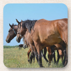 Prachtige Bay Horses Drankjes Onderzetter
