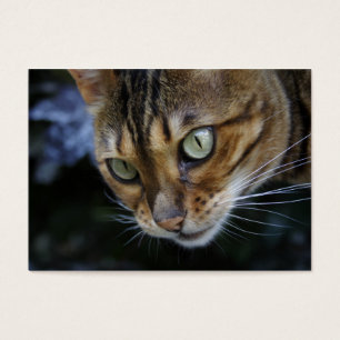 Prachtige Bengal Cat Visitekaartjes