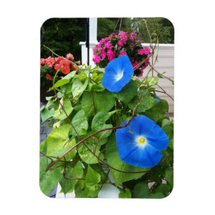 Prachtige Blauwe Morgenwinde Magneet