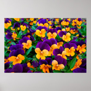 Prachtige bloeiende pansies in de tuin poster