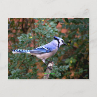 Prachtige Blue Jay Briefkaart