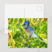 Prachtige Blue Jay in Maple Quebec Canada Briefkaart (Voorkant / Achterkant)