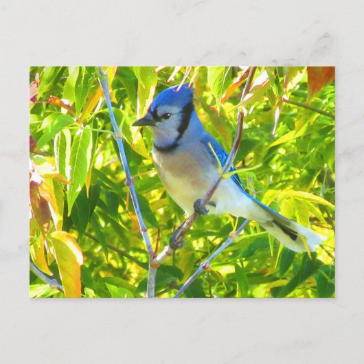 Prachtige Blue Jay in Maple Quebec Canada Briefkaart (Voorkant)