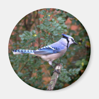 Prachtige Blue Jay Magneet
