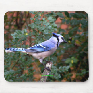 Prachtige Blue Jay Muismat