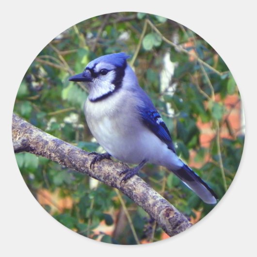 Prachtige Blue Jay Ronde Sticker (Voorkant)