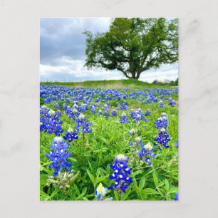 Prachtige Bluebonnets Texas Fotografie Briefkaart