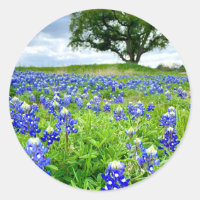 Prachtige Bluebonnets Texas Fotografie